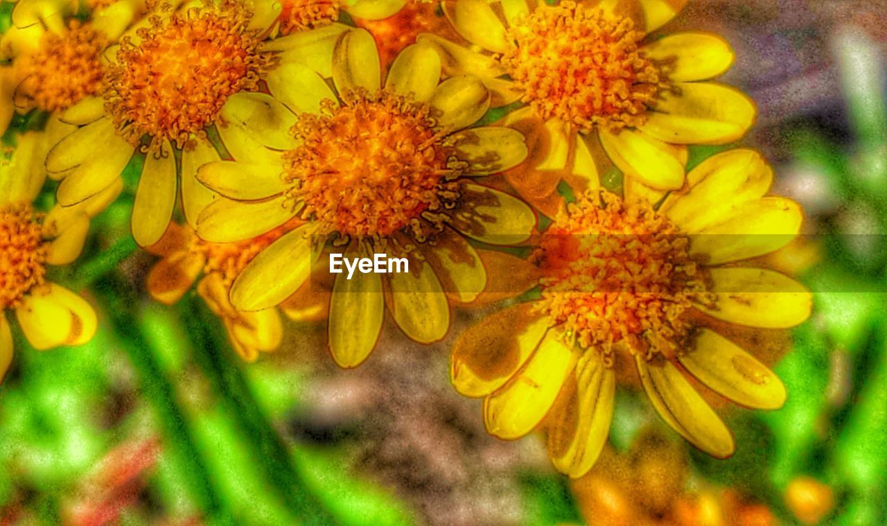 CLOSE-UP OF YELLOW FLOWERS