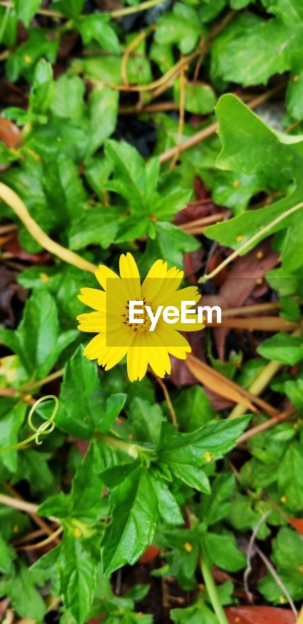 HIGH ANGLE VIEW OF YELLOW FLOWERING PLANTS