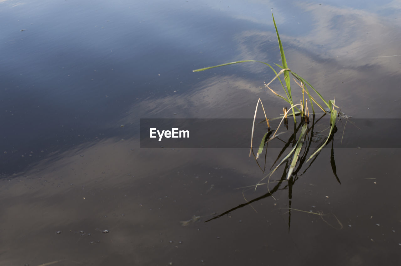 HIGH ANGLE VIEW OF A BIRD IN WATER