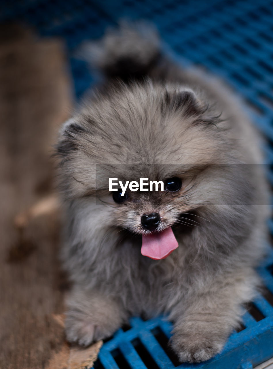 Dark brown fluffy pomeranian puppy lying with smile