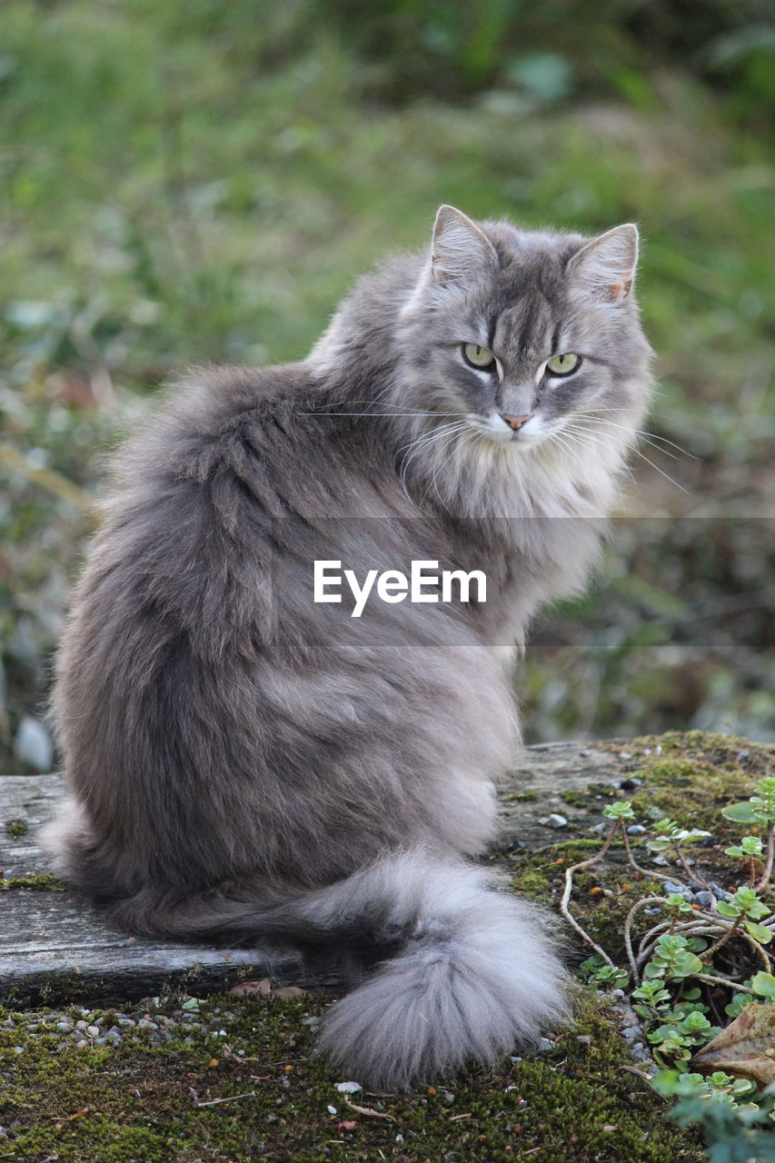 Portrait of cat sitting on field