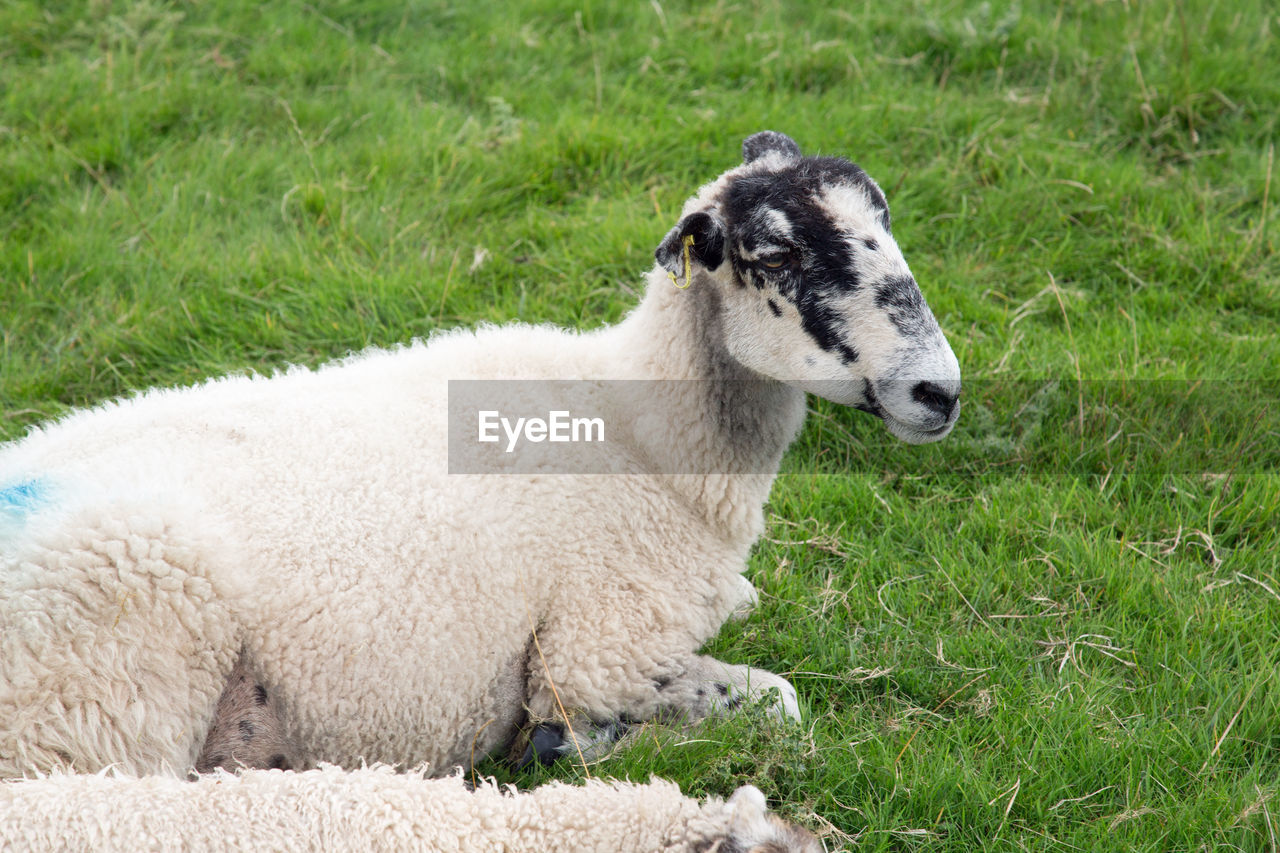 CLOSE-UP OF SHEEP ON GRASS FIELD