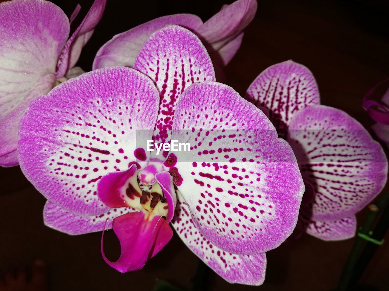 CLOSE-UP OF PINK ORCHIDS ON PURPLE FLOWERING PLANT