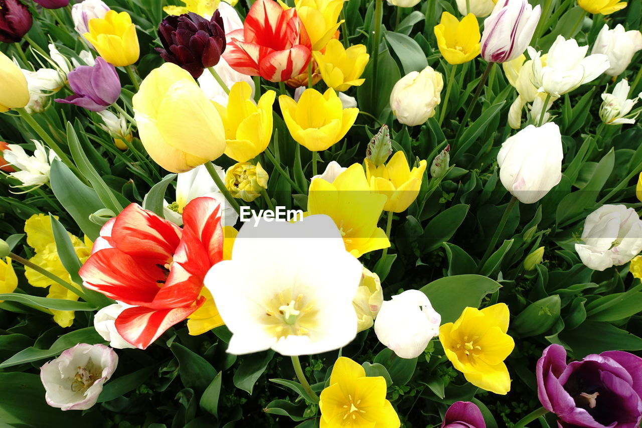 flower, flowering plant, plant, freshness, beauty in nature, fragility, petal, flower head, inflorescence, tulip, yellow, close-up, growth, nature, multi colored, springtime, no people, high angle view, day, botany, leaf, full frame, outdoors, plant part, variation, blossom, green, backgrounds, white