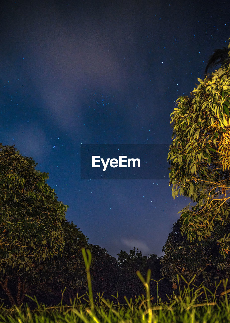LOW ANGLE VIEW OF ILLUMINATED TREES AGAINST SKY