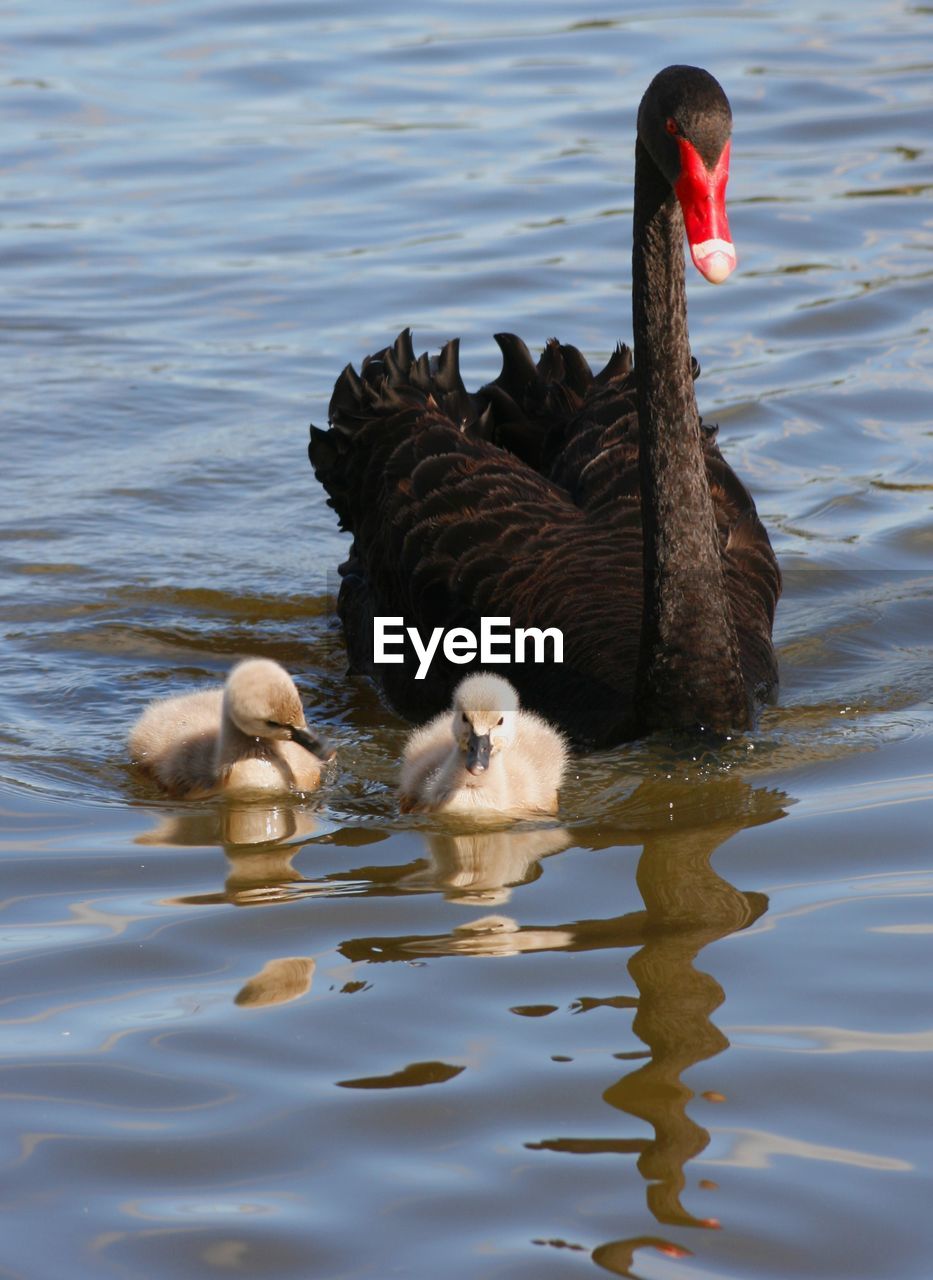 SWAN SWIMMING IN LAKE