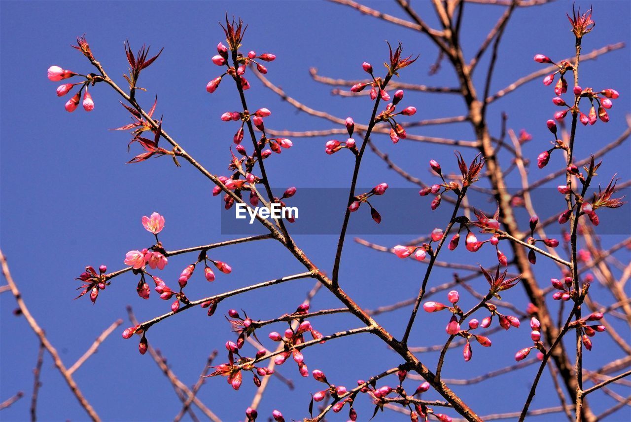 Low angle view of flowering plants against blue sky