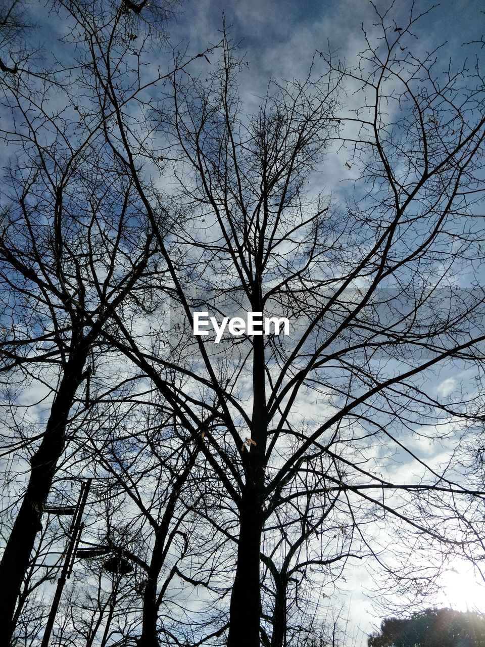 LOW ANGLE VIEW OF BARE TREES IN FOREST