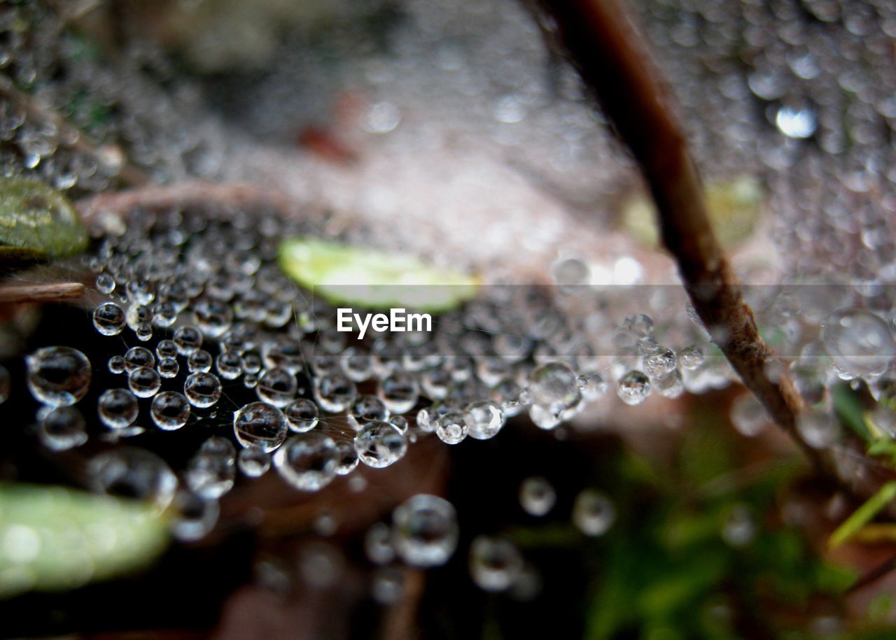 Close-up of water drops on plant