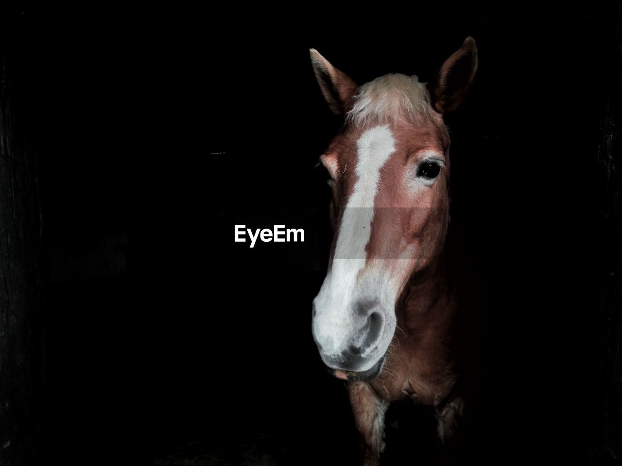 CLOSE-UP PORTRAIT OF A HORSE IN STABLE