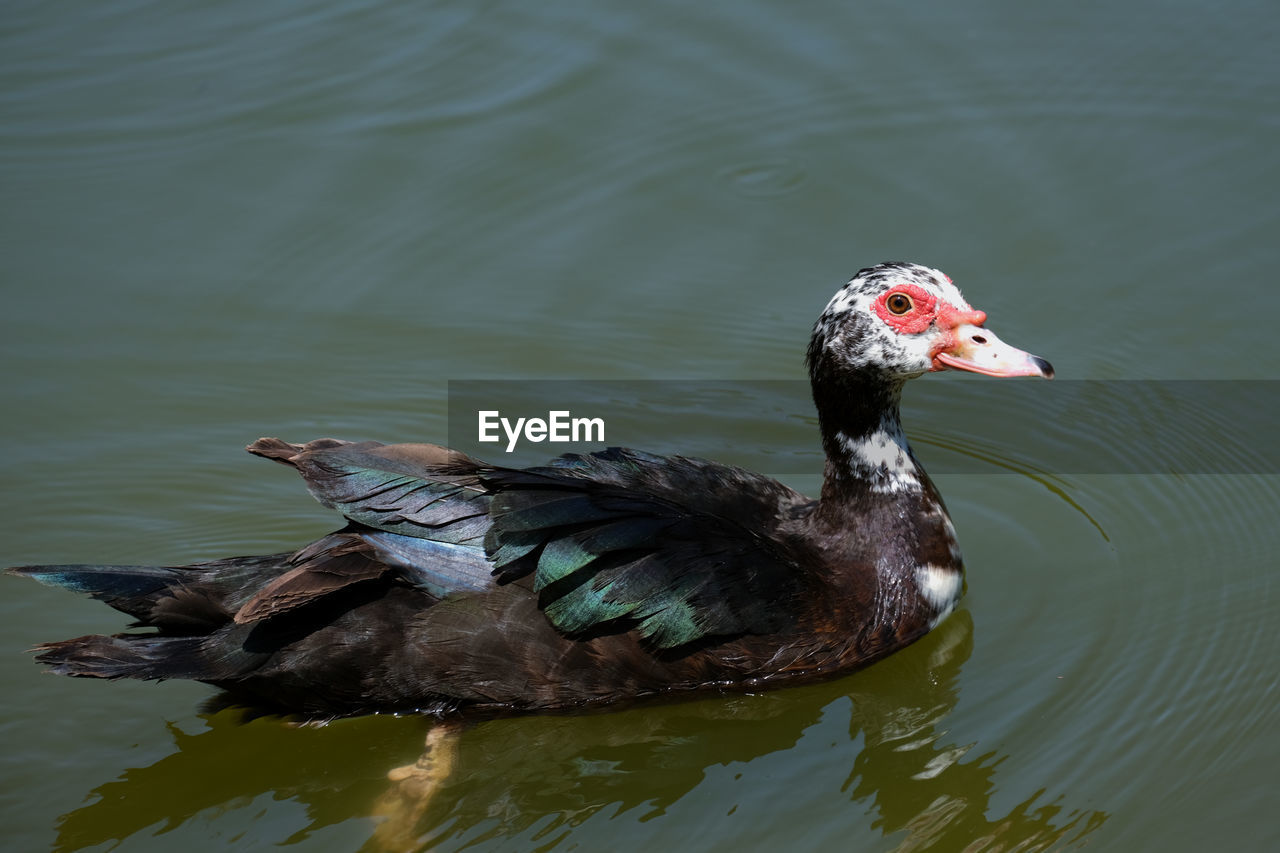 Duck swimming in lake
