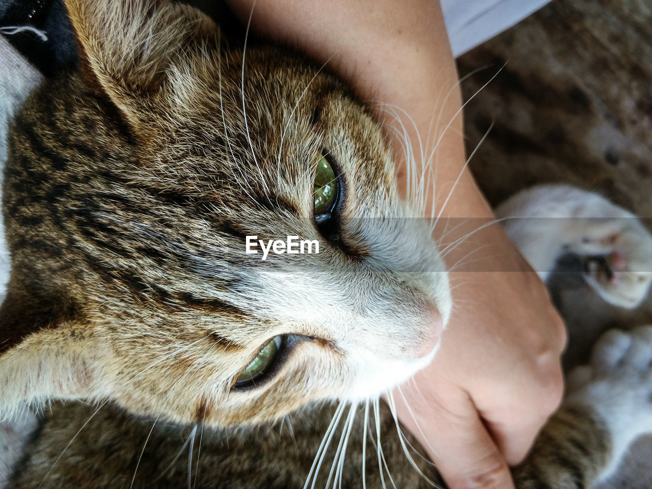 CLOSE-UP OF HAND HOLDING CAT WITH EYES