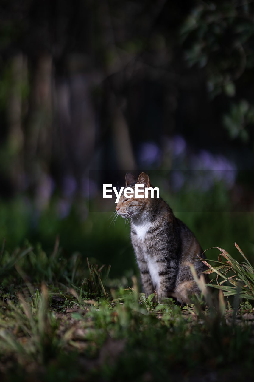 Cat sitting on a field