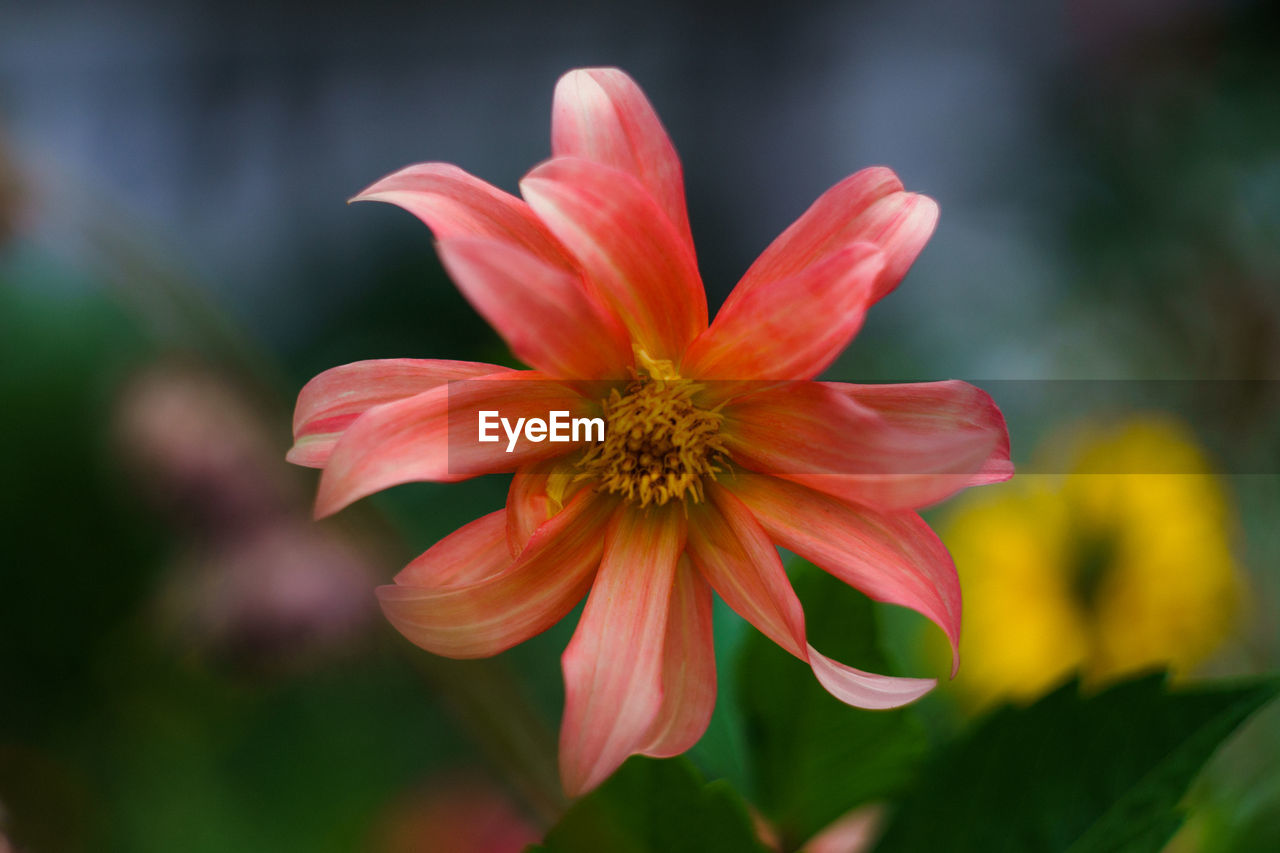 Close-up of flower blooming outdoors