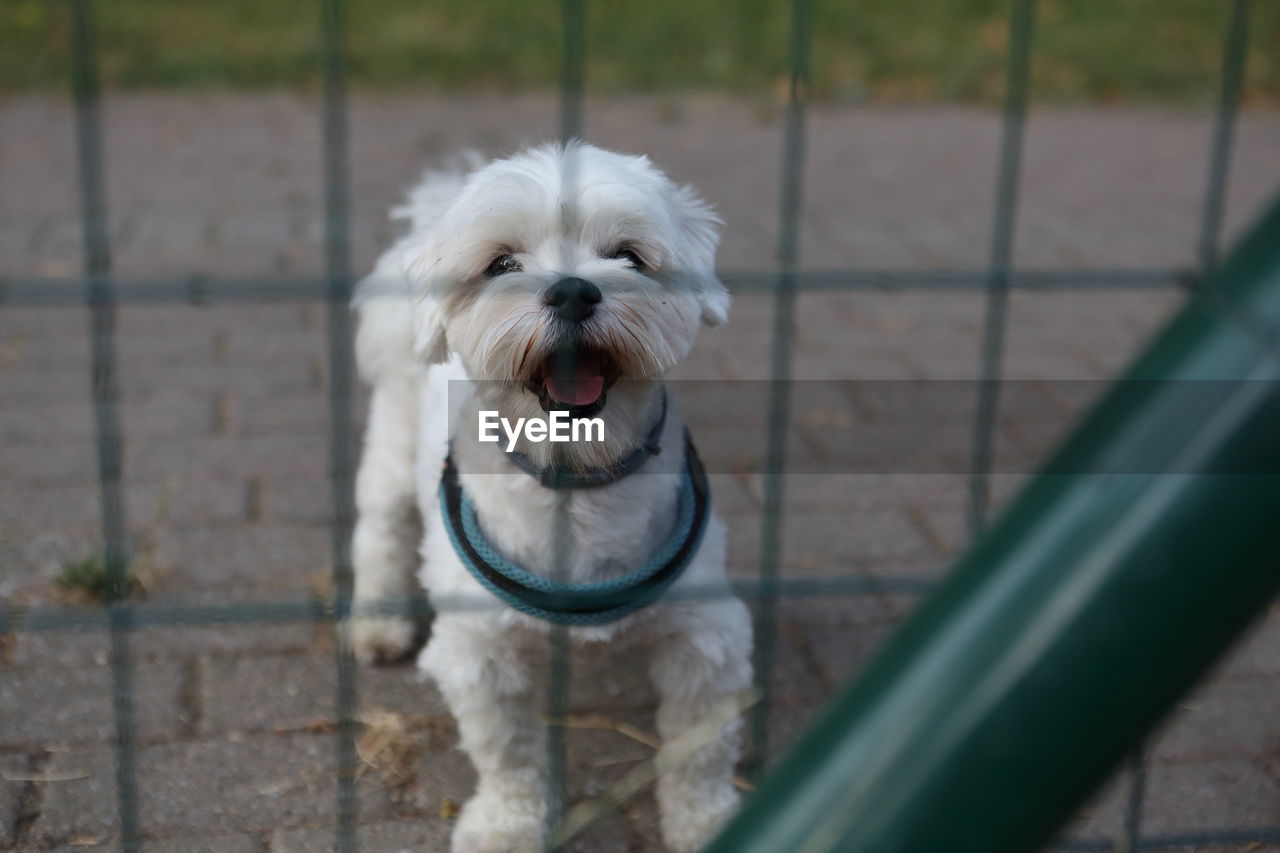Portrait of a dog