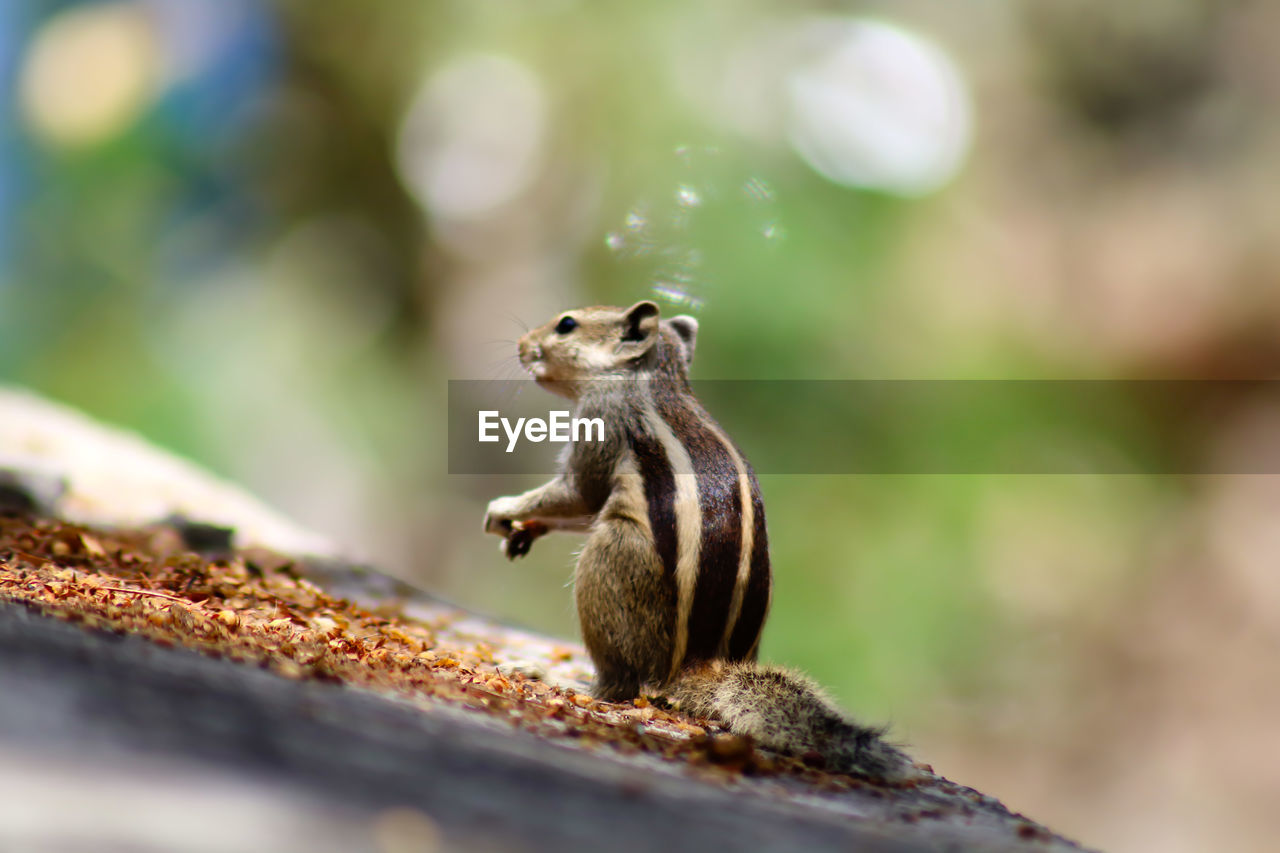 Close-up of alert squirrel outdoors