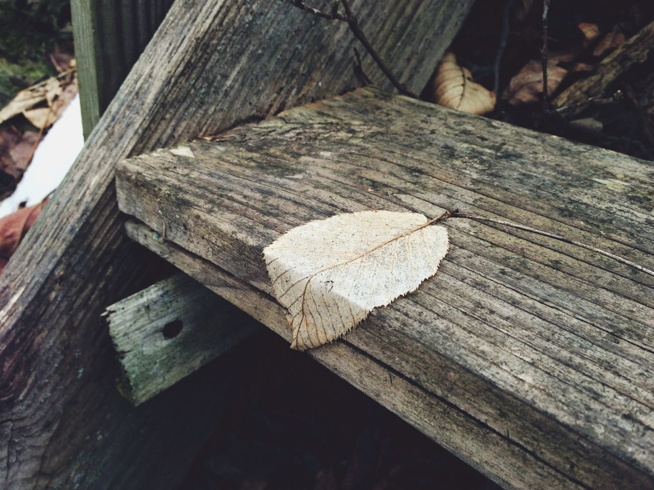 Close-up of a leaf on wooden stair