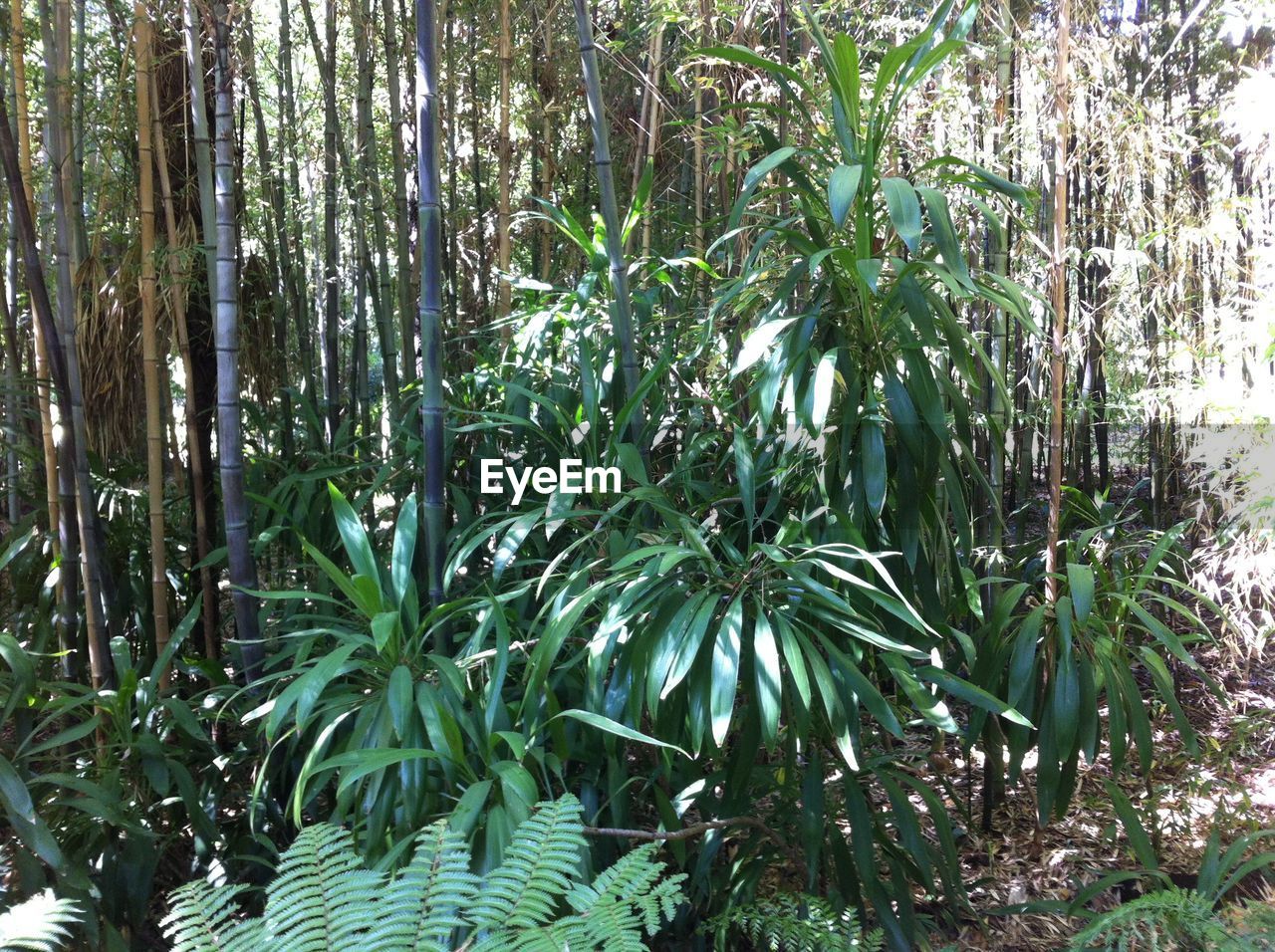 TREES GROWING IN FOREST