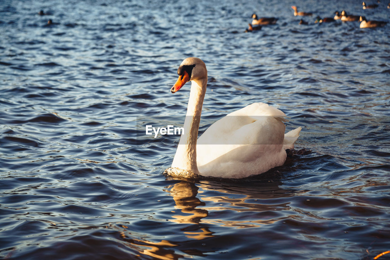 water, wildlife, animal themes, animal wildlife, animal, bird, swan, swimming, water bird, ducks, geese and swans, lake, waterfront, nature, rippled, no people, one animal, beak, day, mute swan, reflection, beauty in nature, zoology, outdoors, duck, floating, floating on water