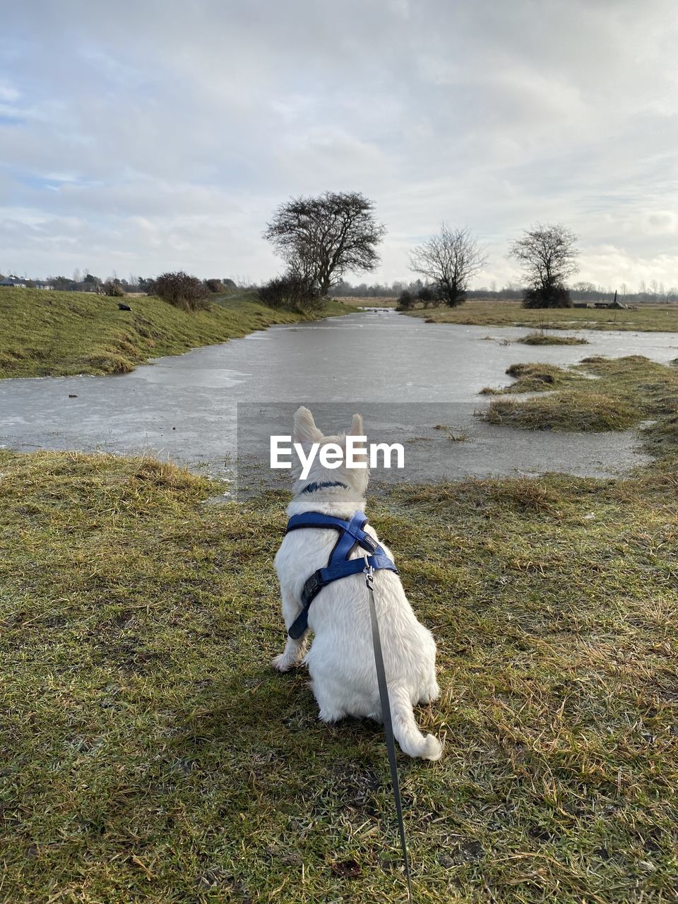 Full length of a dog on field