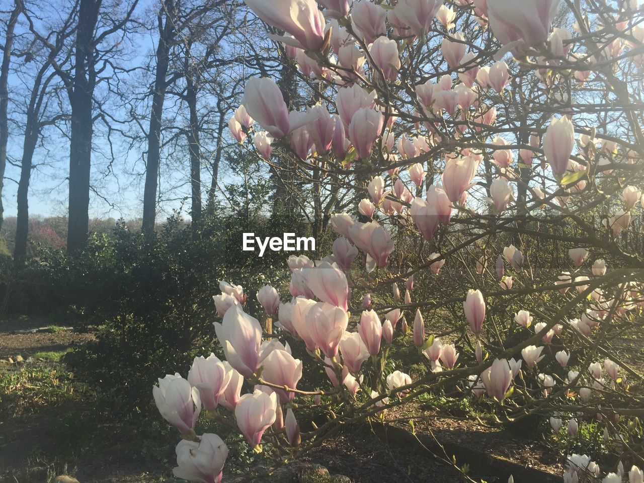 Magnolia blossoms