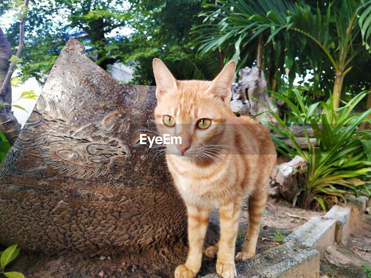 CLOSE-UP PORTRAIT OF CAT ON TREE