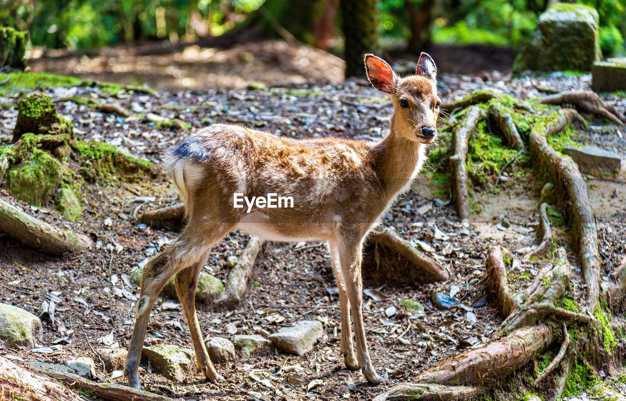 FULL LENGTH OF A DEER