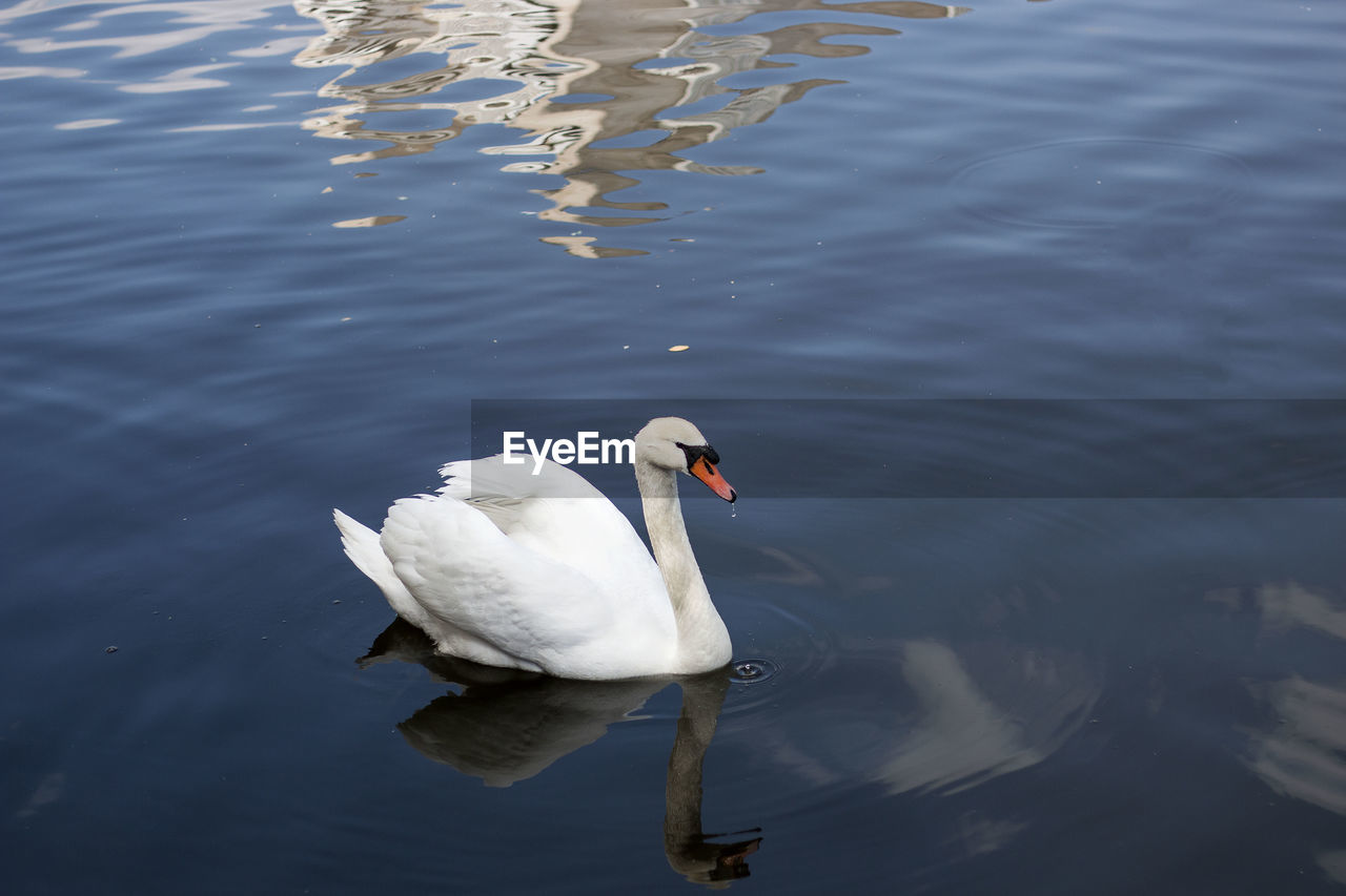 Lone white swan on a blue lake