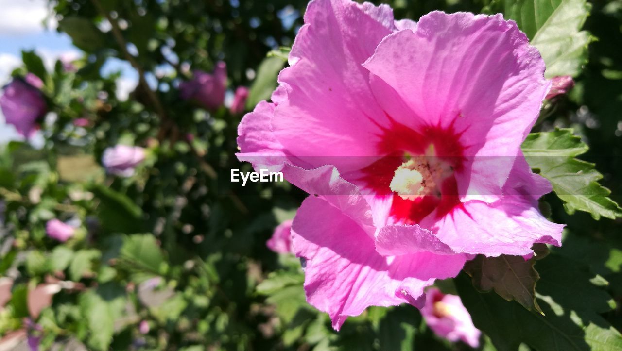 CLOSE-UP OF PINK FLOWERS ON TREE