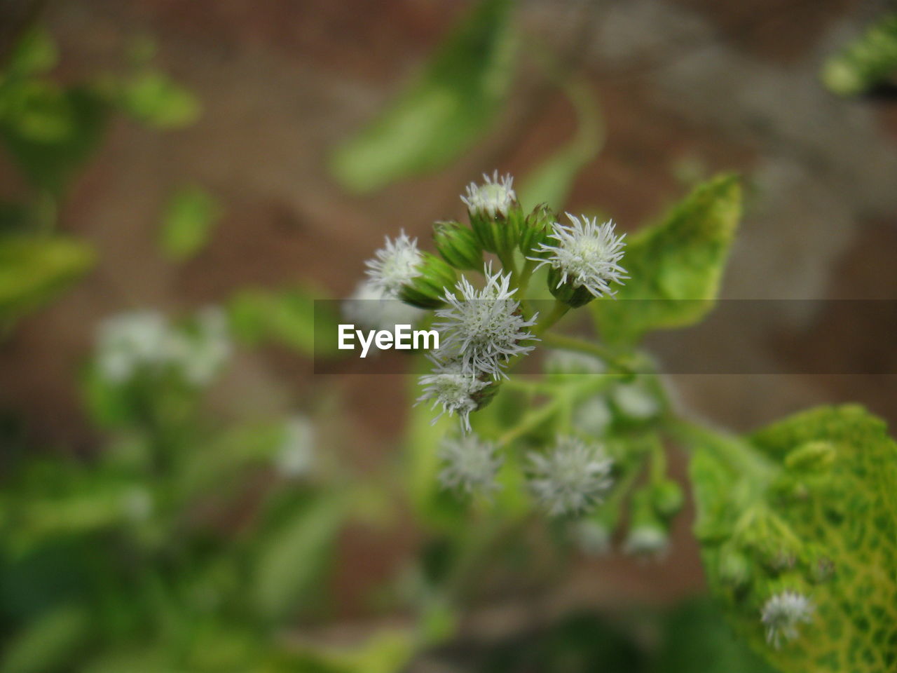 CLOSE-UP OF FLOWER GROWING OUTDOORS