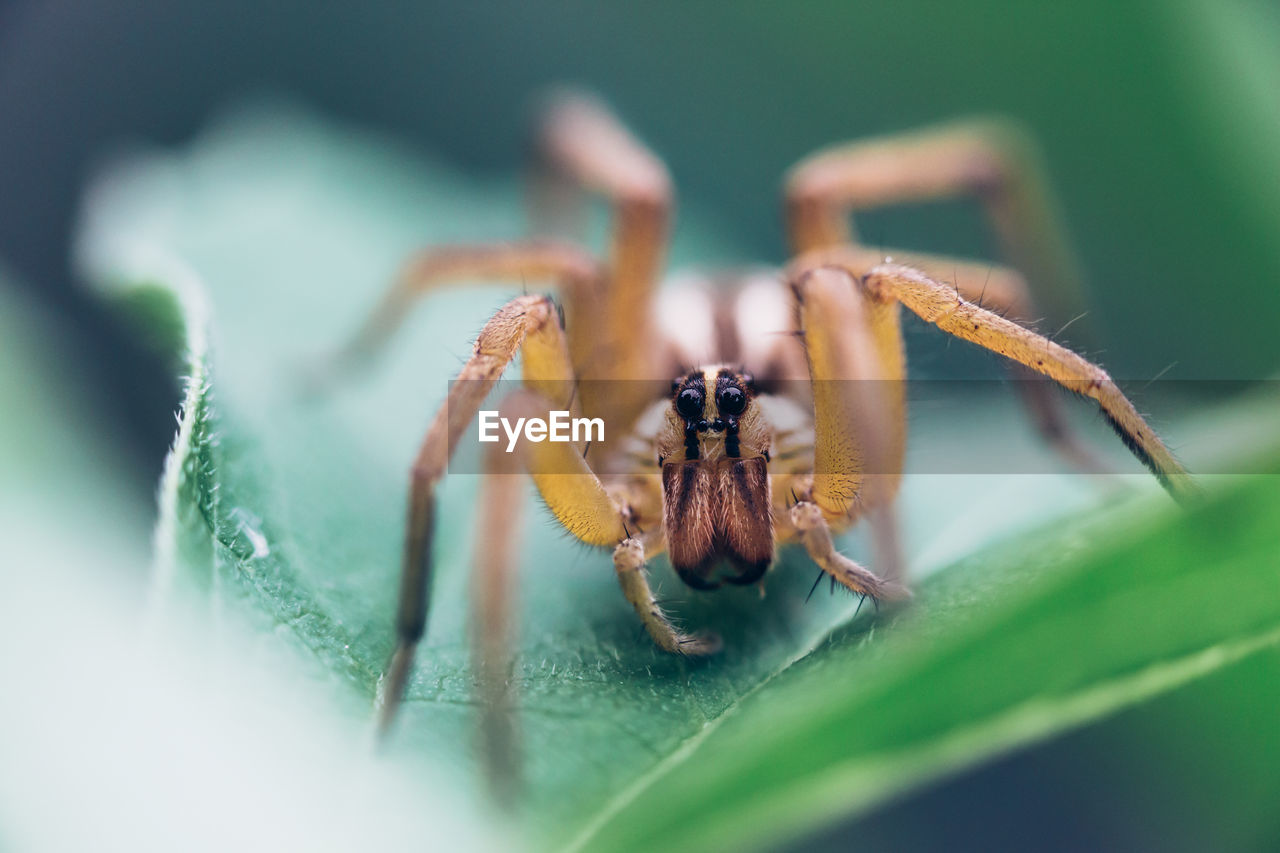 Close-up of spider on green plant 