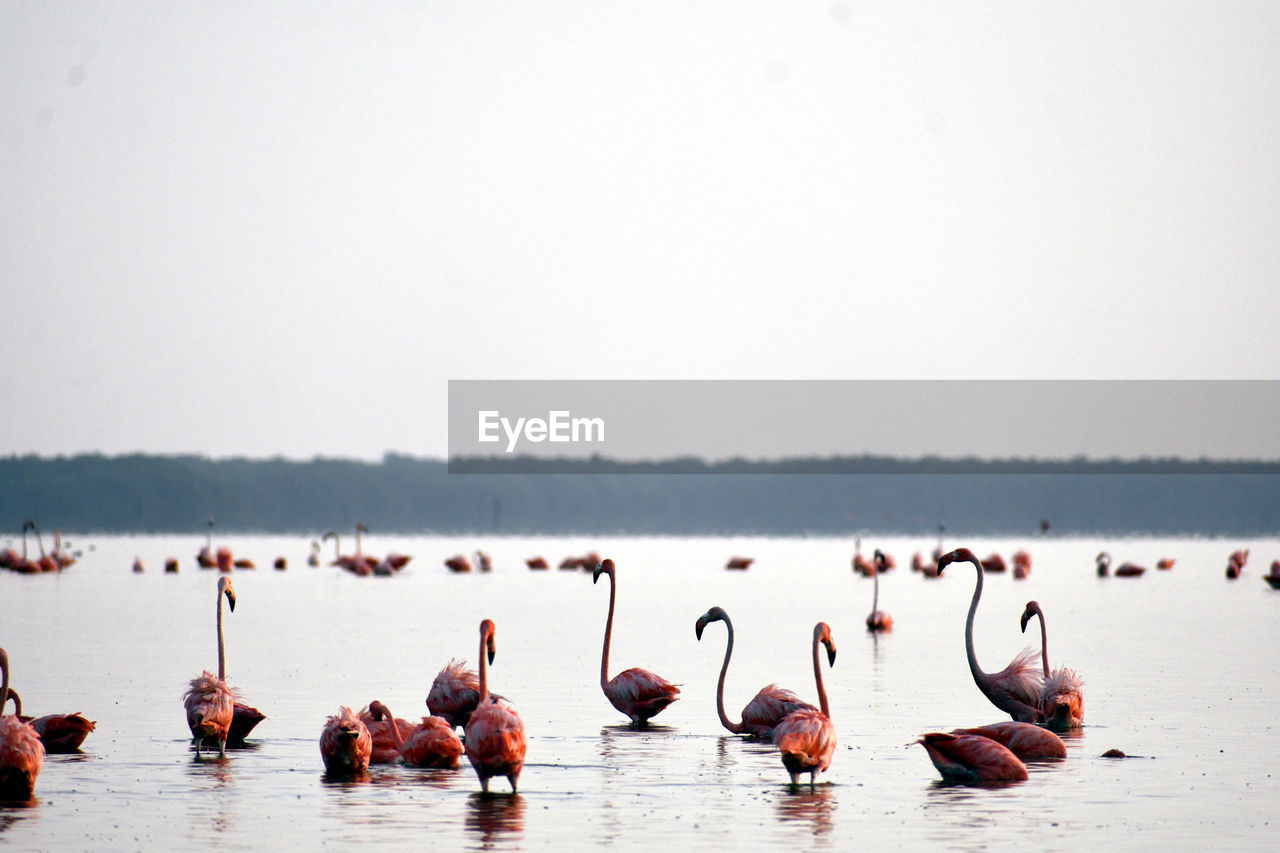 Group of flamingos at ría celestún, yucatán, méxico.