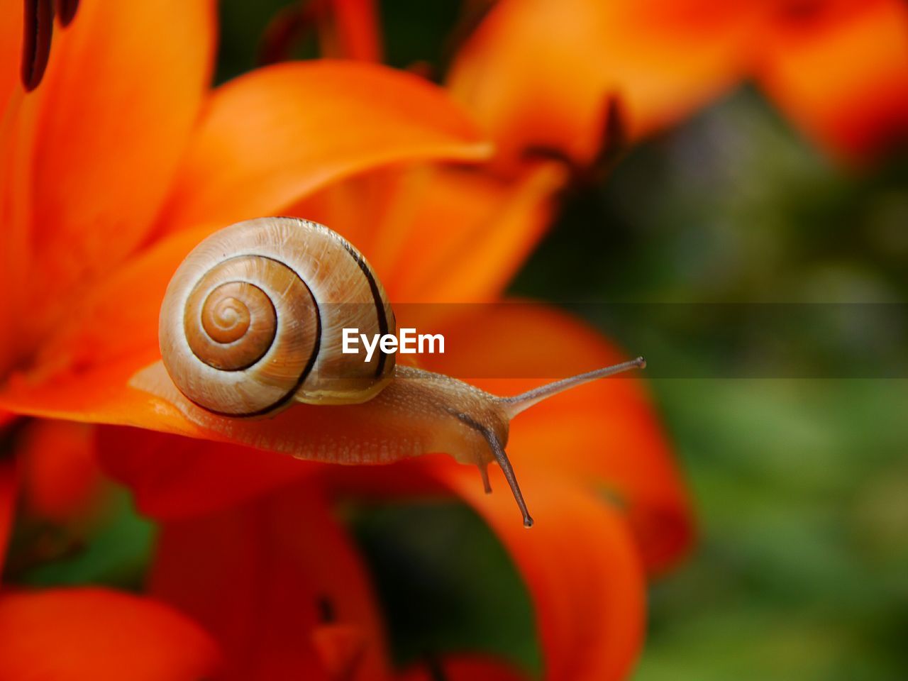 Close-up of snail on orange flower