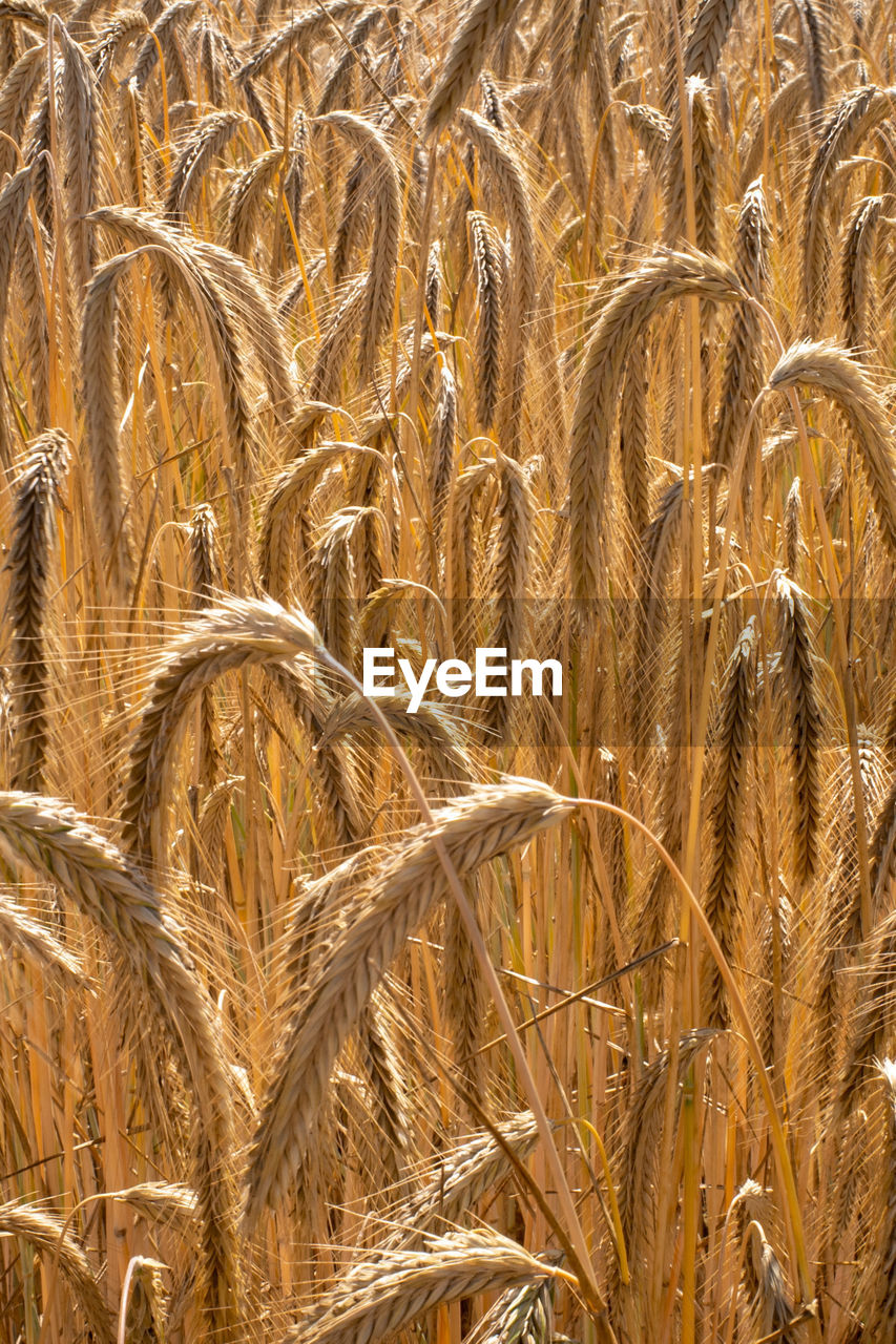 Full frame shot of wheat field