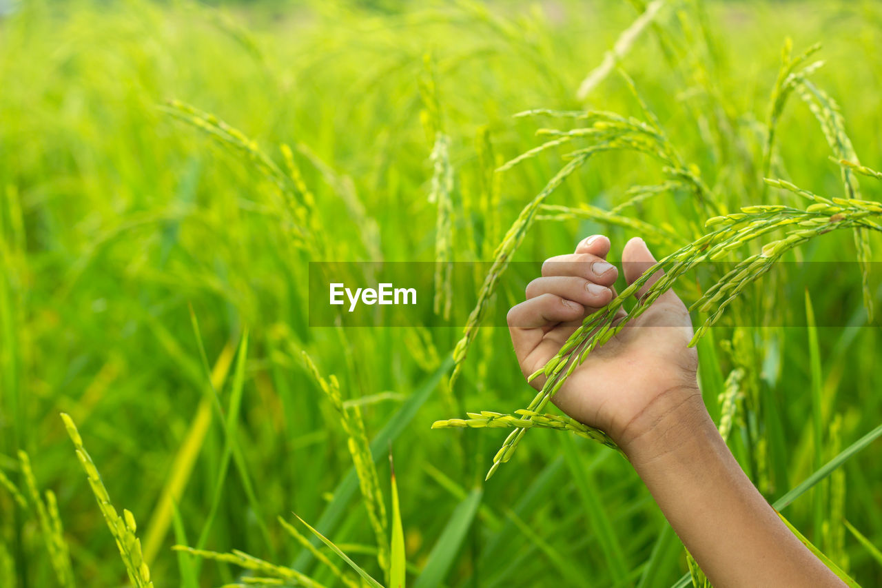 Close-up of hand touching rice on field