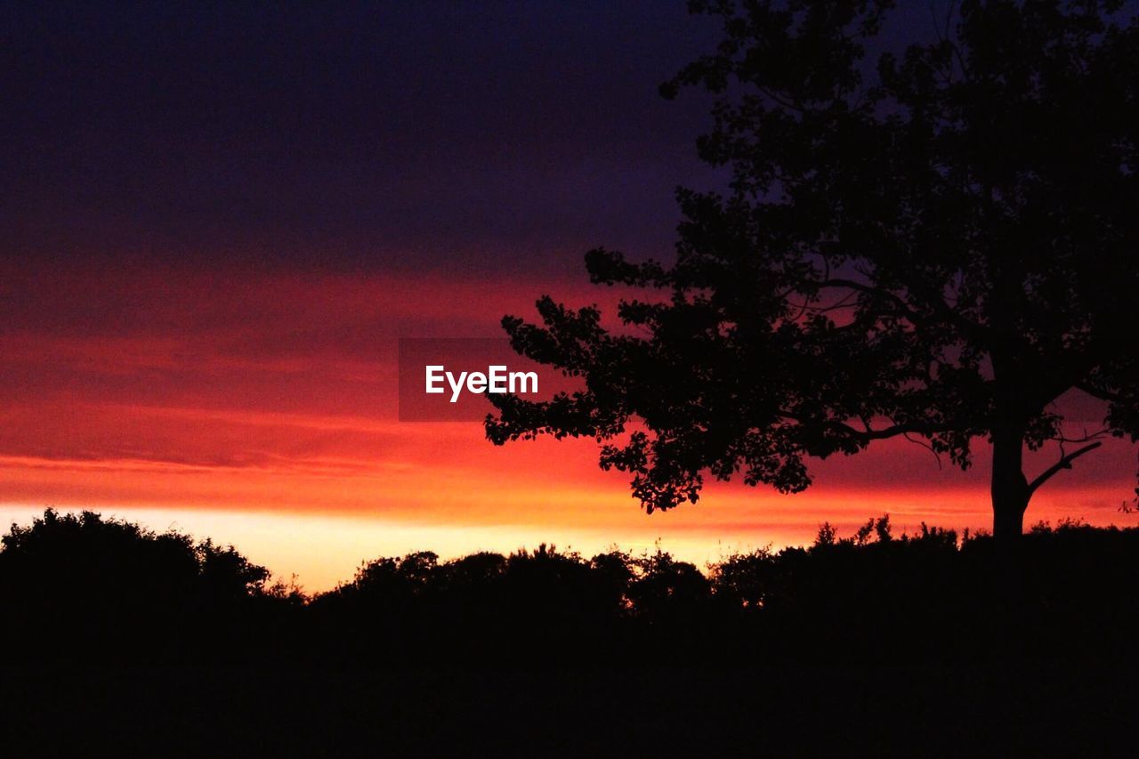 SILHOUETTE TREE AGAINST ORANGE SKY