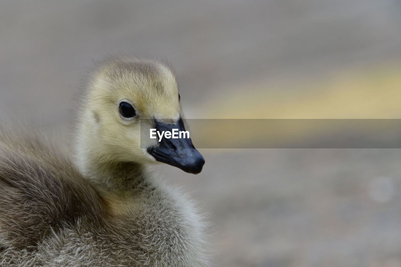animal themes, animal, bird, beak, animal wildlife, wildlife, one animal, ducks, geese and swans, close-up, water bird, young animal, duck, focus on foreground, no people, young bird, nature, animal body part, day, outdoors, goose, side view, cute