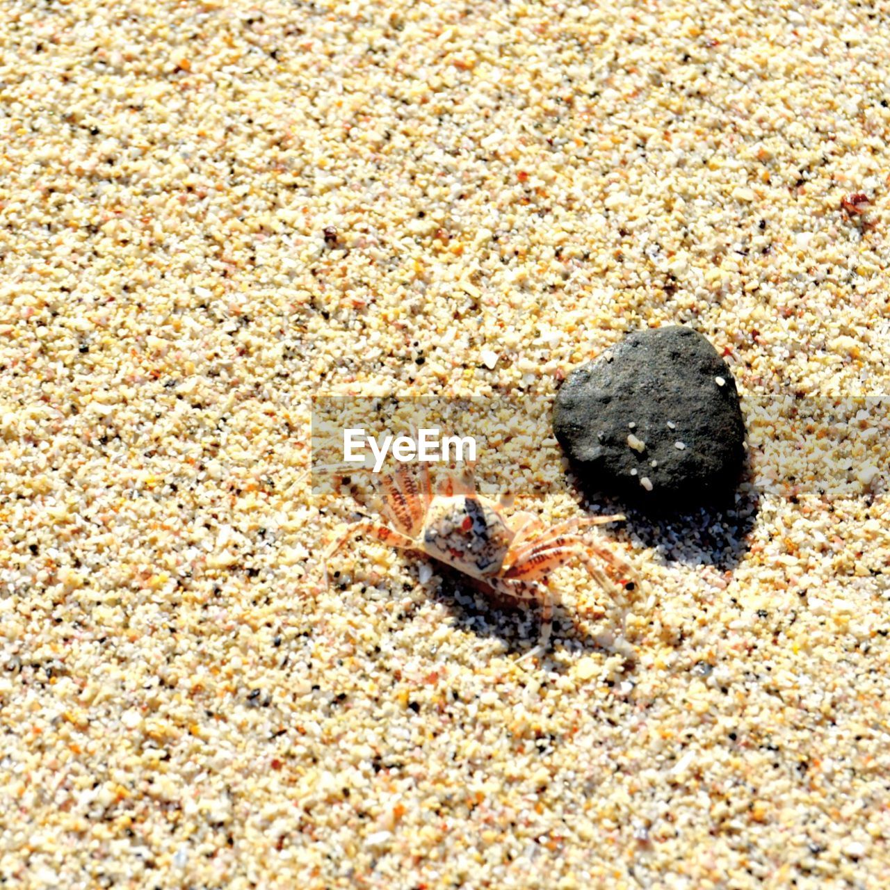 HIGH ANGLE VIEW OF CRAB IN SAND