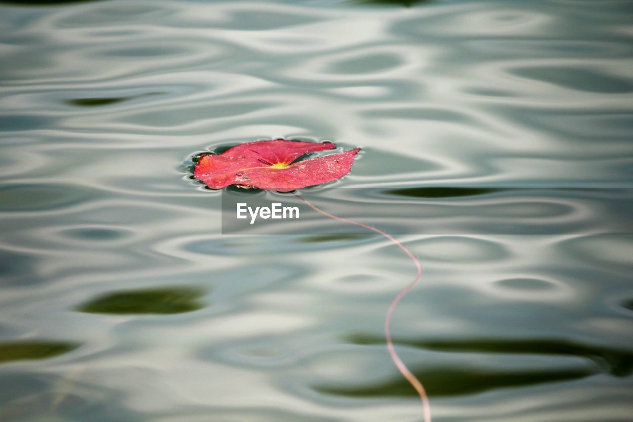 Red leaf floating on water