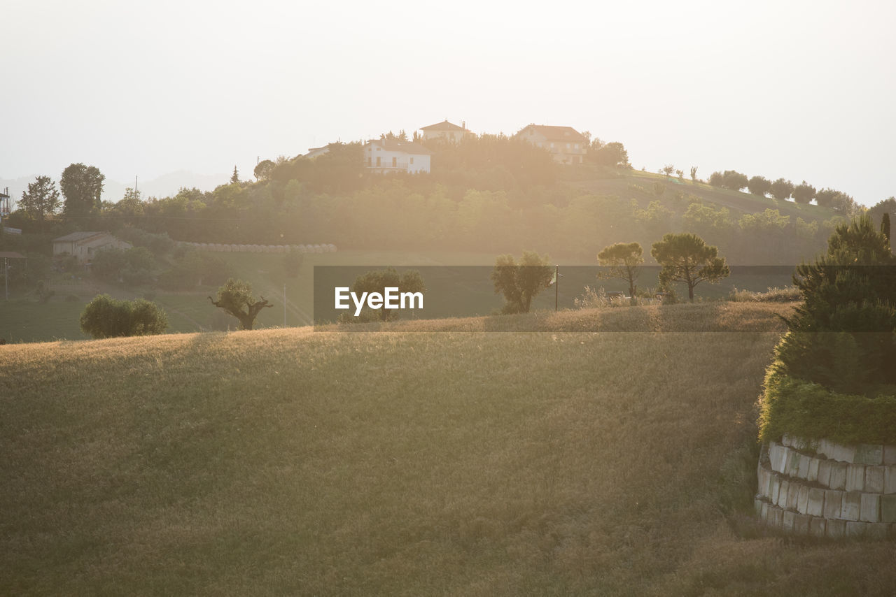 Trees on field against sky