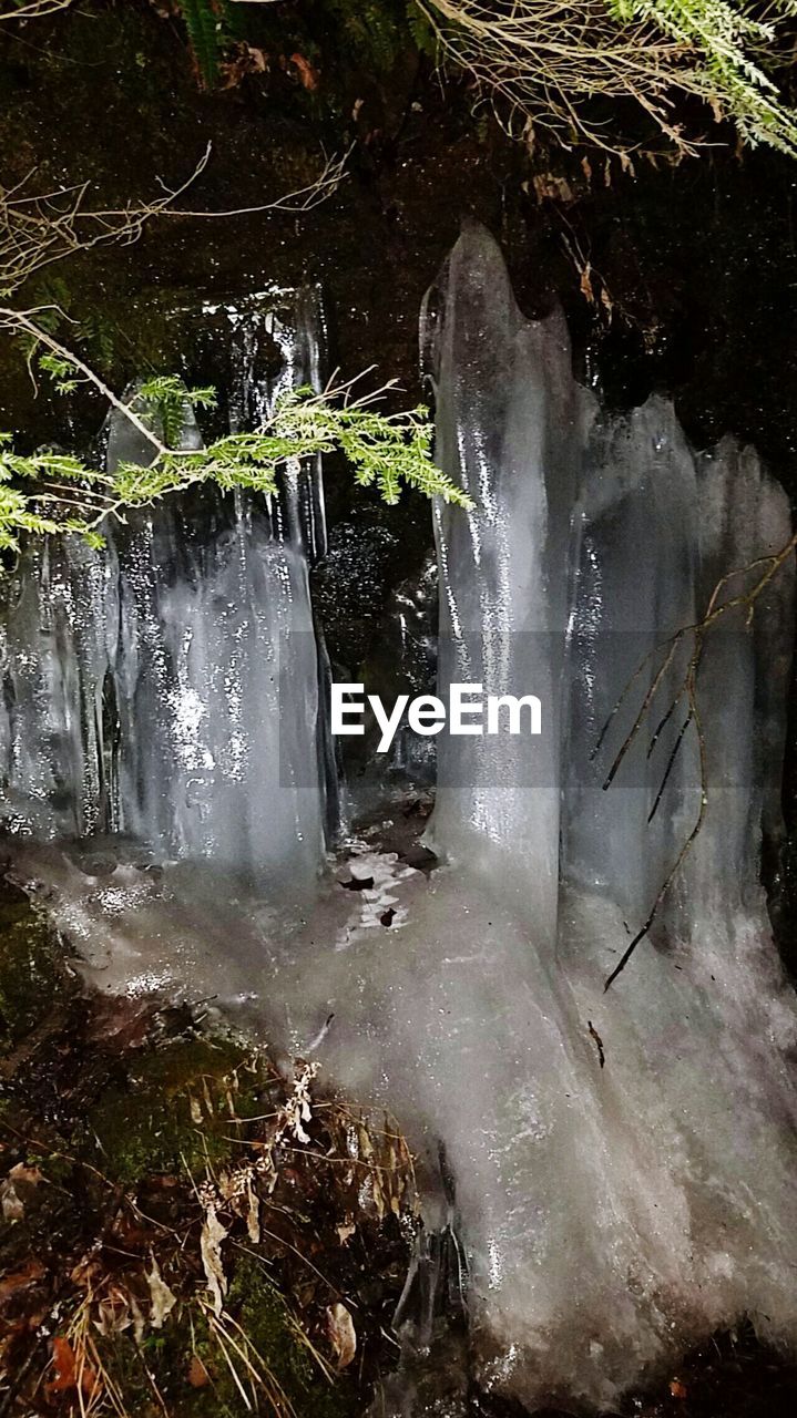 CLOSE-UP OF WATER DROPS ON TREES