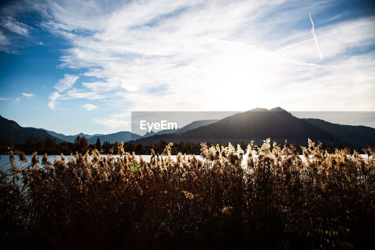 PLANTS GROWING ON LAND AGAINST SKY