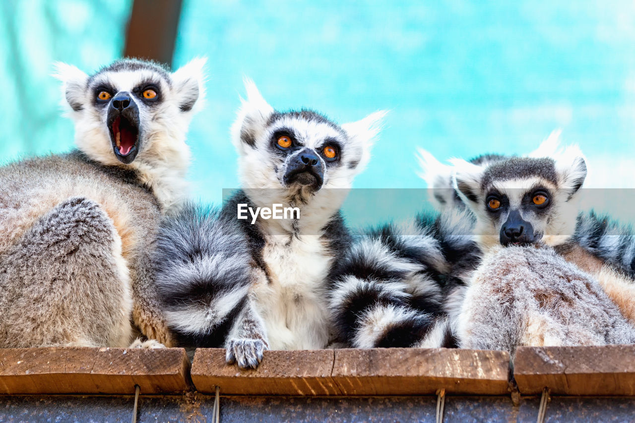 Portrait of lemurs sitting in cage