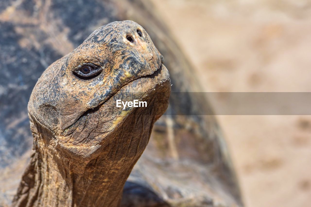 Close-up of tortoise