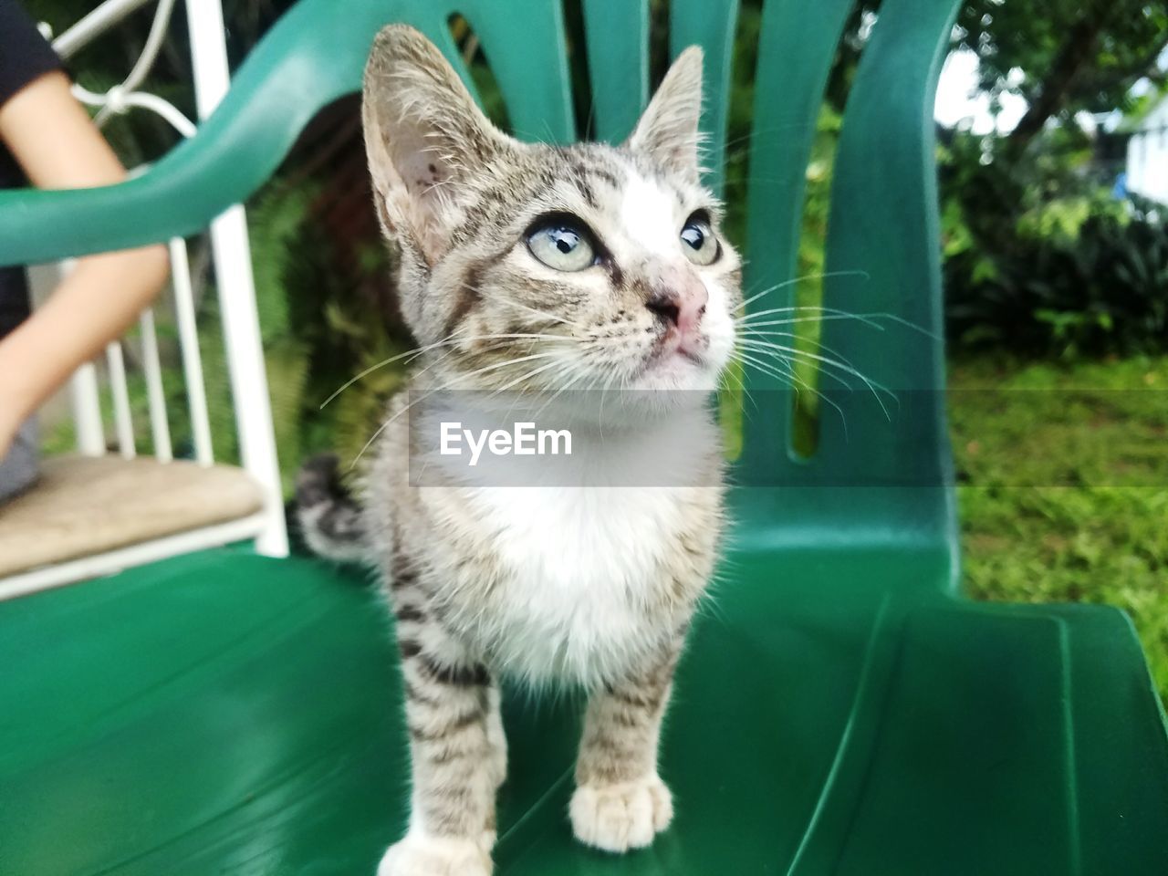 Close-up of kitten looking up while standing on green chair