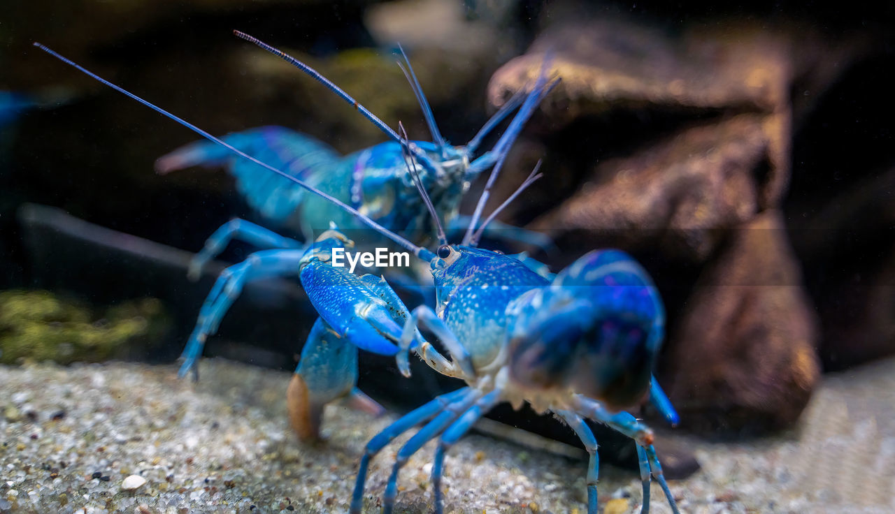  cherax quadricarinatus, an australian freshwater blue crayfish, mini lobsters fighting for territory
