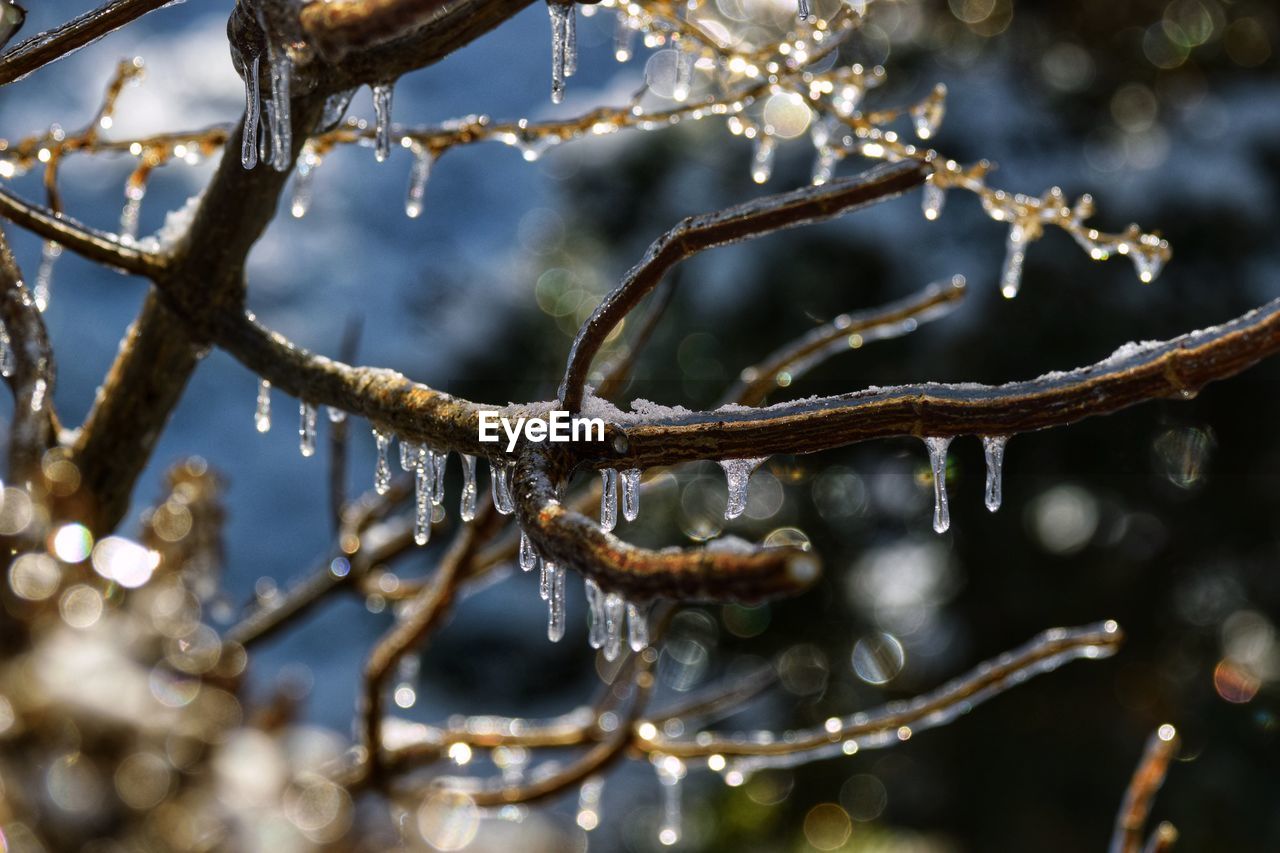 branch, twig, tree, winter, nature, plant, close-up, spring, leaf, snow, macro photography, frost, cold temperature, no people, flower, water, focus on foreground, outdoors, freezing, beauty in nature, selective focus, frozen, environment, day, ice, autumn, sunlight, tranquility
