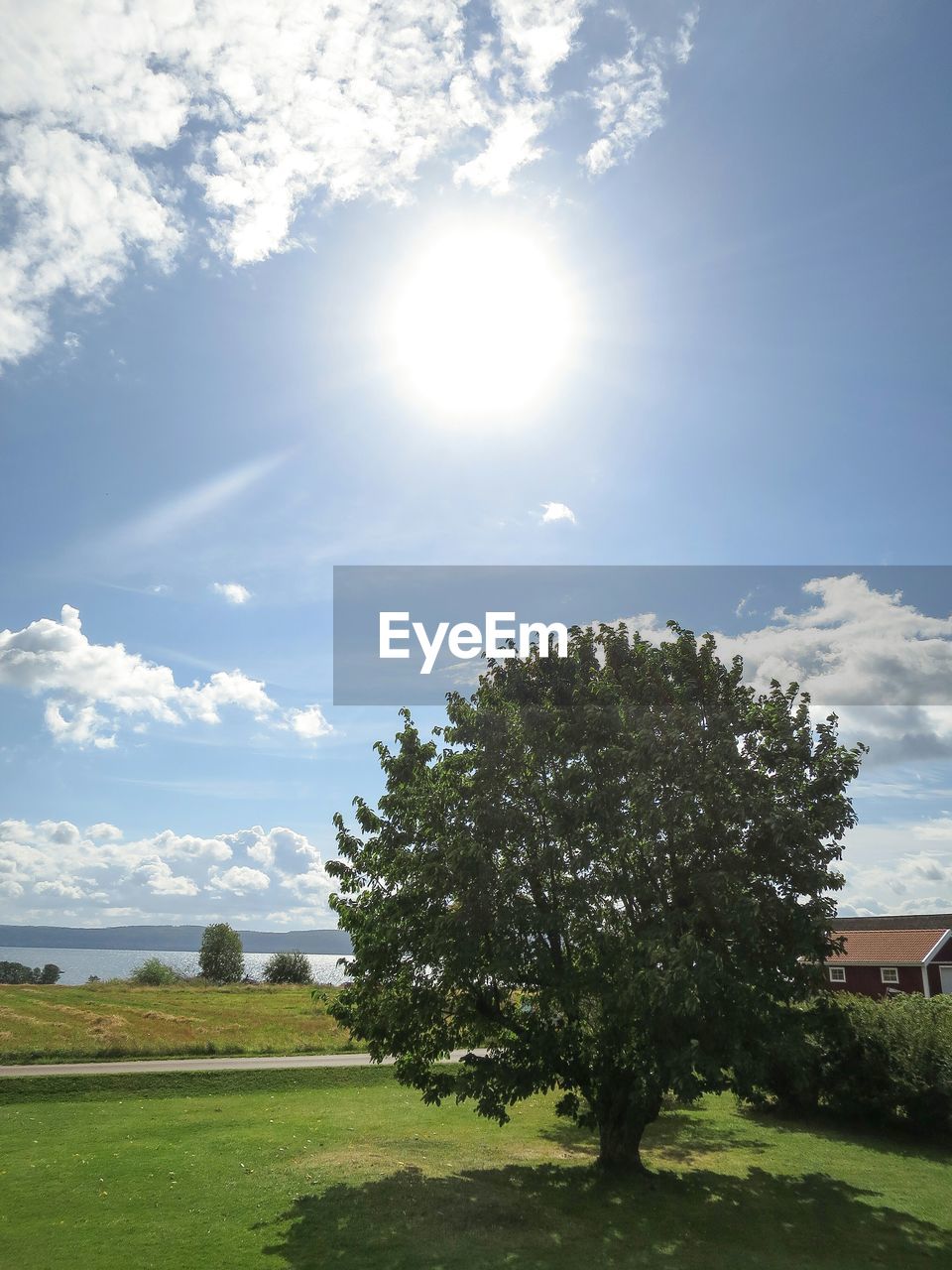 Tree on grassy field against sky on sunny day