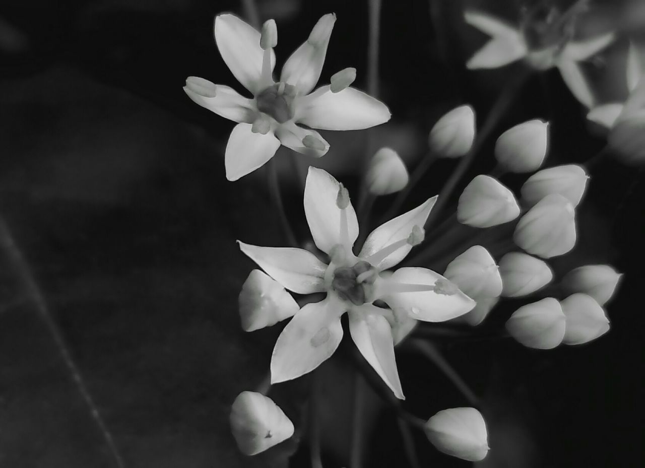CLOSE-UP OF FRANGIPANI FLOWERS BLOOMING OUTDOORS