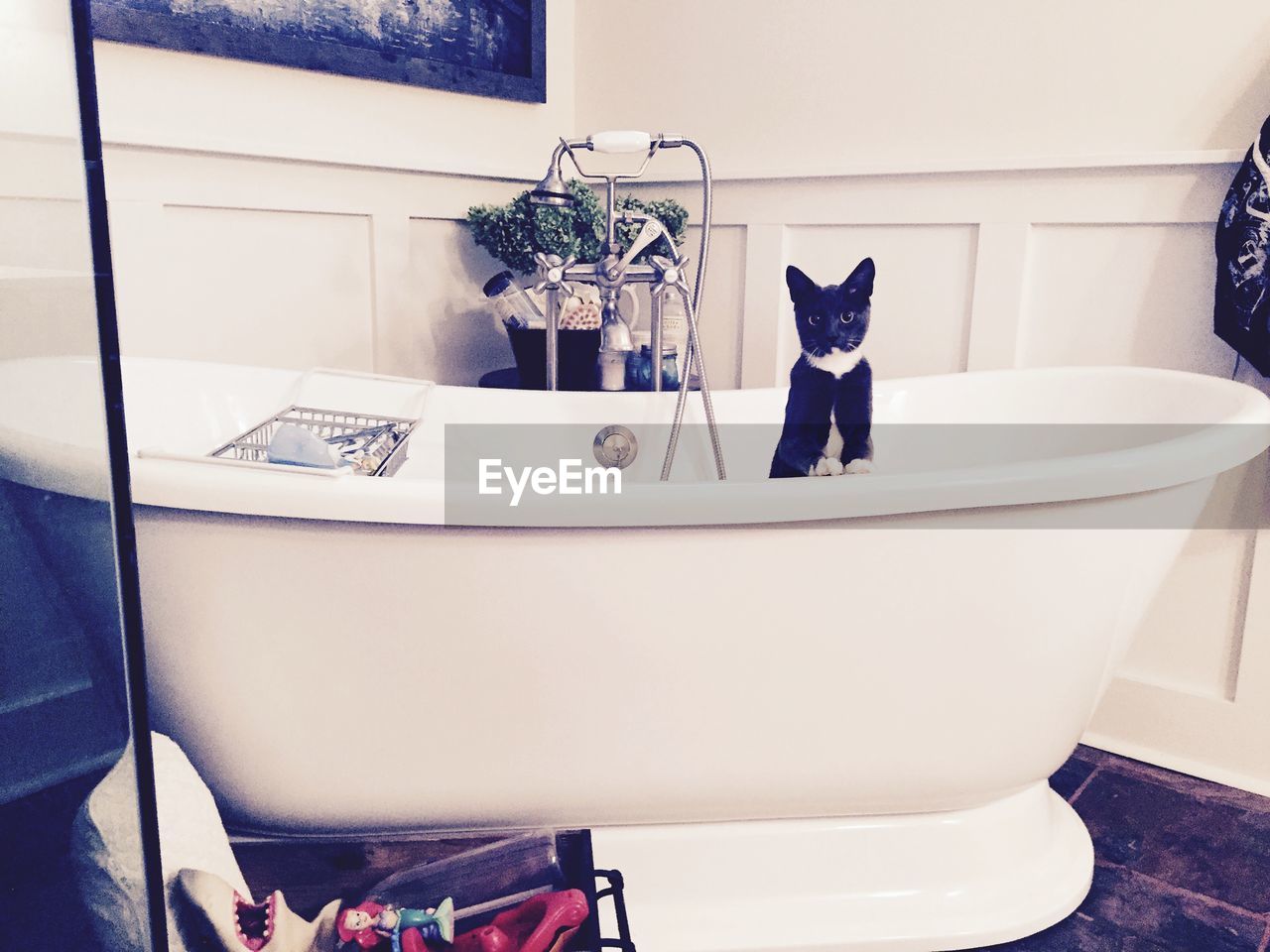 Cat in bathtub at home